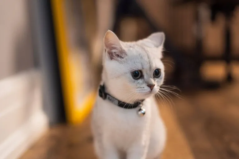 Imagem migrada do WordPress: 300 nomes mais comuns para gato macho VetoPet veterinario 24h em Maringa.jpg