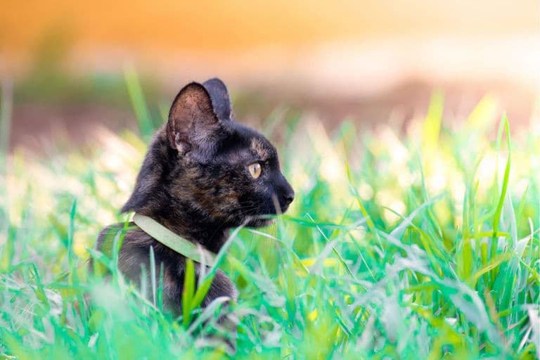 Imagem migrada do WordPress: 500 nomes para gatos VetoPet veterinario 24h em Maringa.jpg