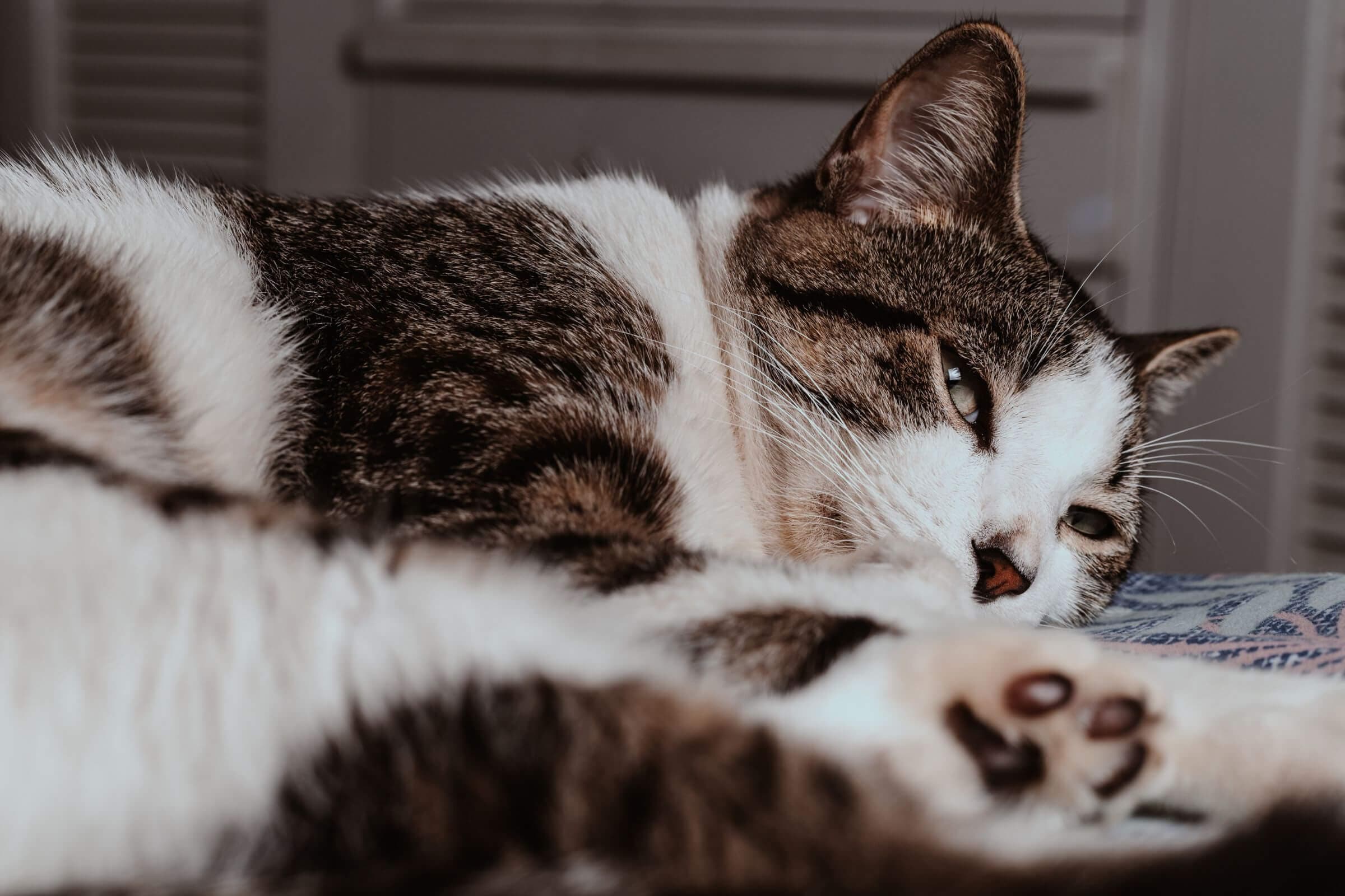 Imagem migrada do WordPress: FIV.jpg