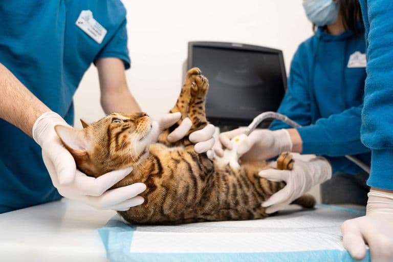 Imagem migrada do WordPress: Gastrologista Veterinario VetoPet Clinica veterinaria 24h em Maringa.jpg