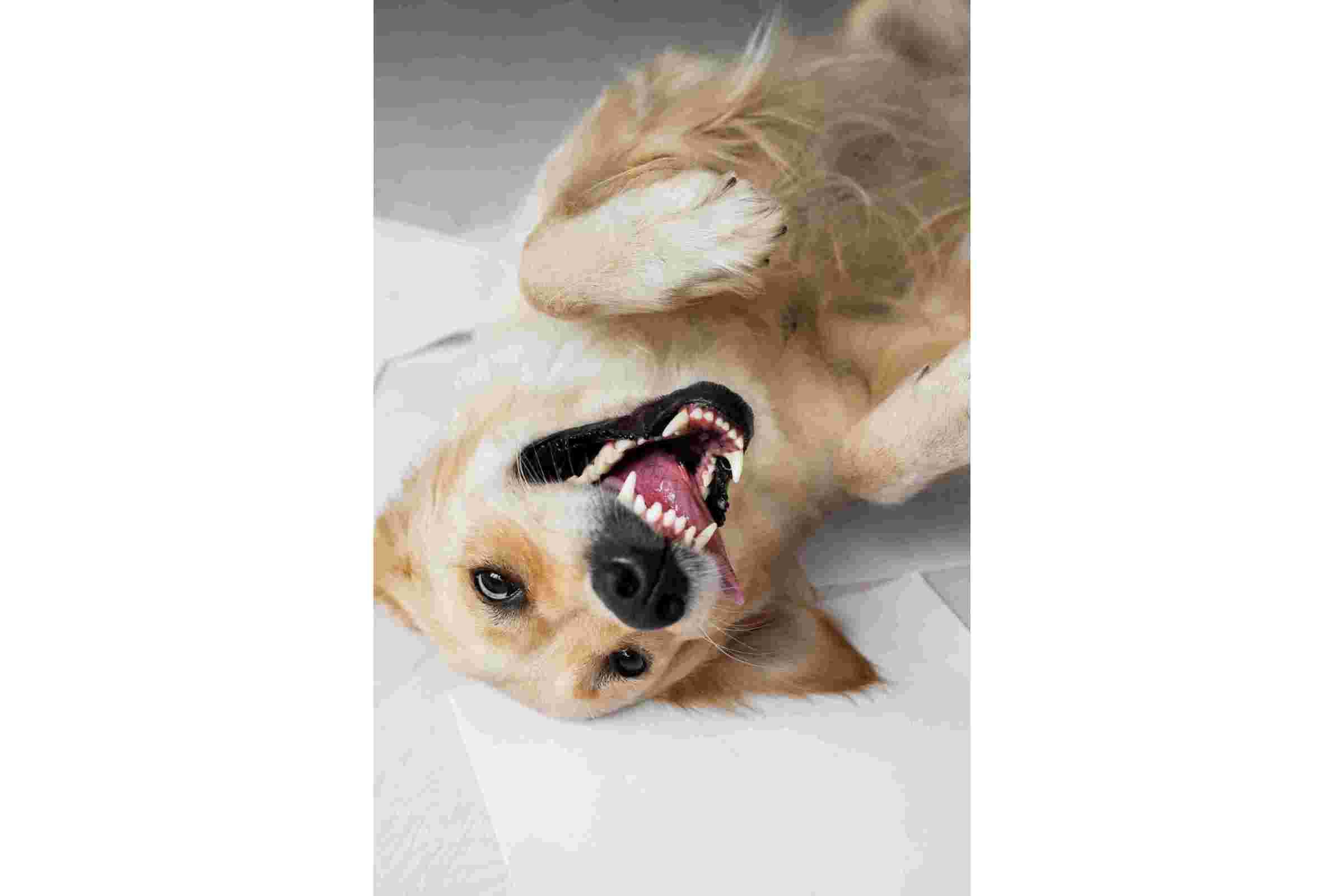 Imagem migrada do WordPress: Limpeza de Dentes em Caes VetoPet Clinica veterinaria 24h em Maringa.jpg