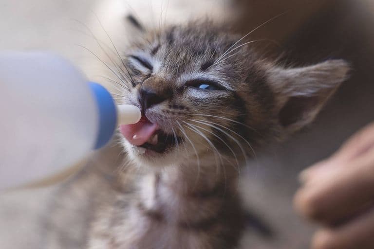 Imagem migrada do WordPress: alimentar um filhote de gato VetoPet veterinario 24h em Maringa.jpg