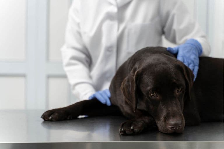 Imagem migrada do WordPress: anestesia inalatoria VetoPet veterinario 24h em Maringa.jpg