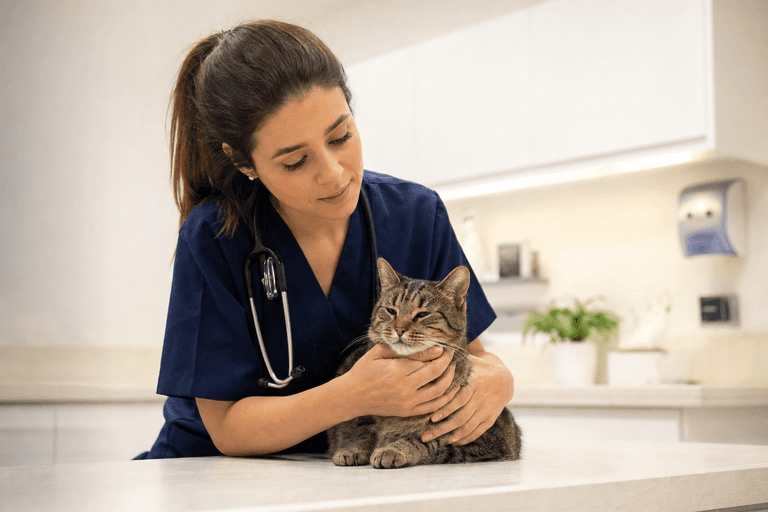 Veterinária acariciando um gato tranquilo durante consulta humanizada