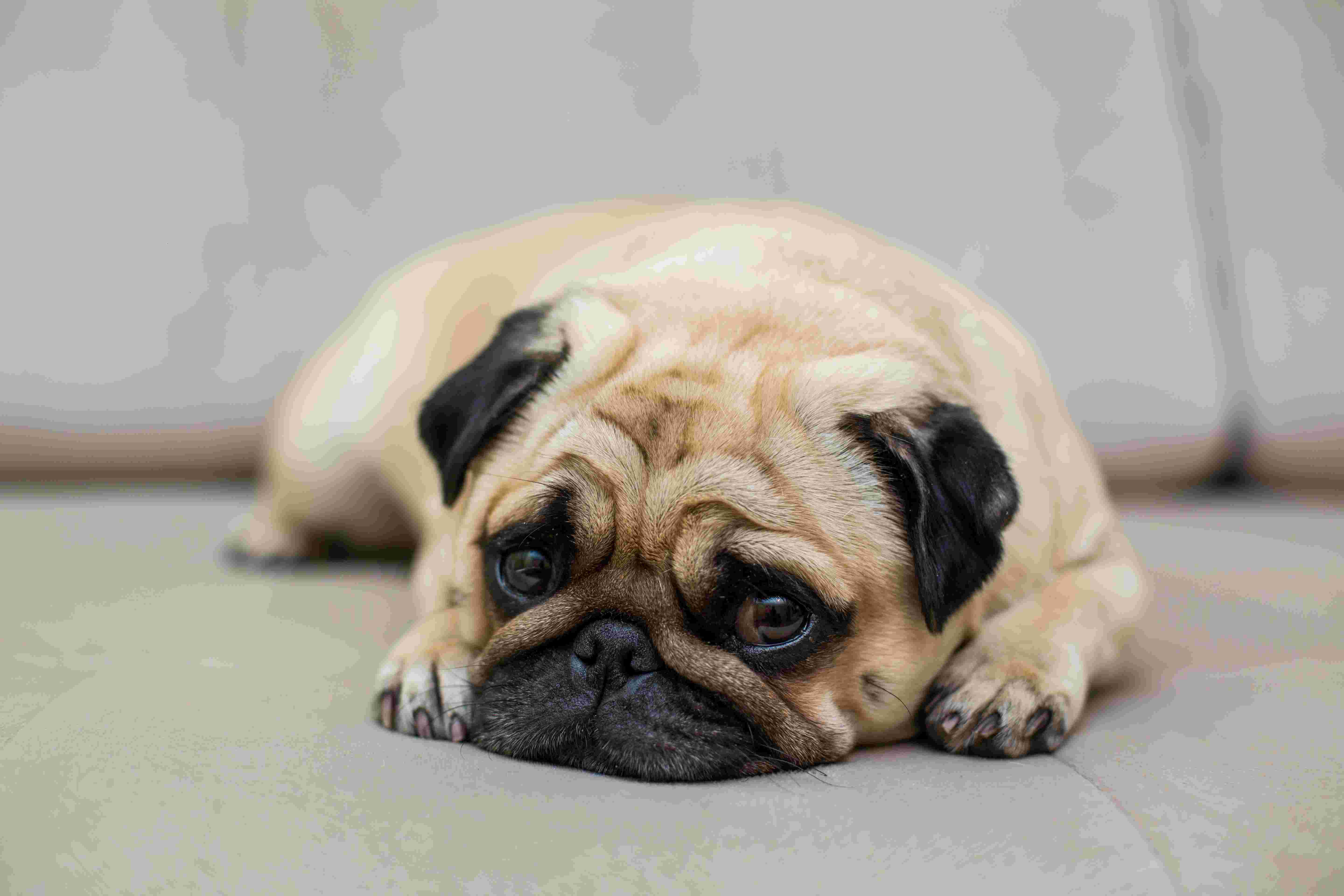 Imagem migrada do WordPress: cachorra com cancer de mama triste 1.jpg