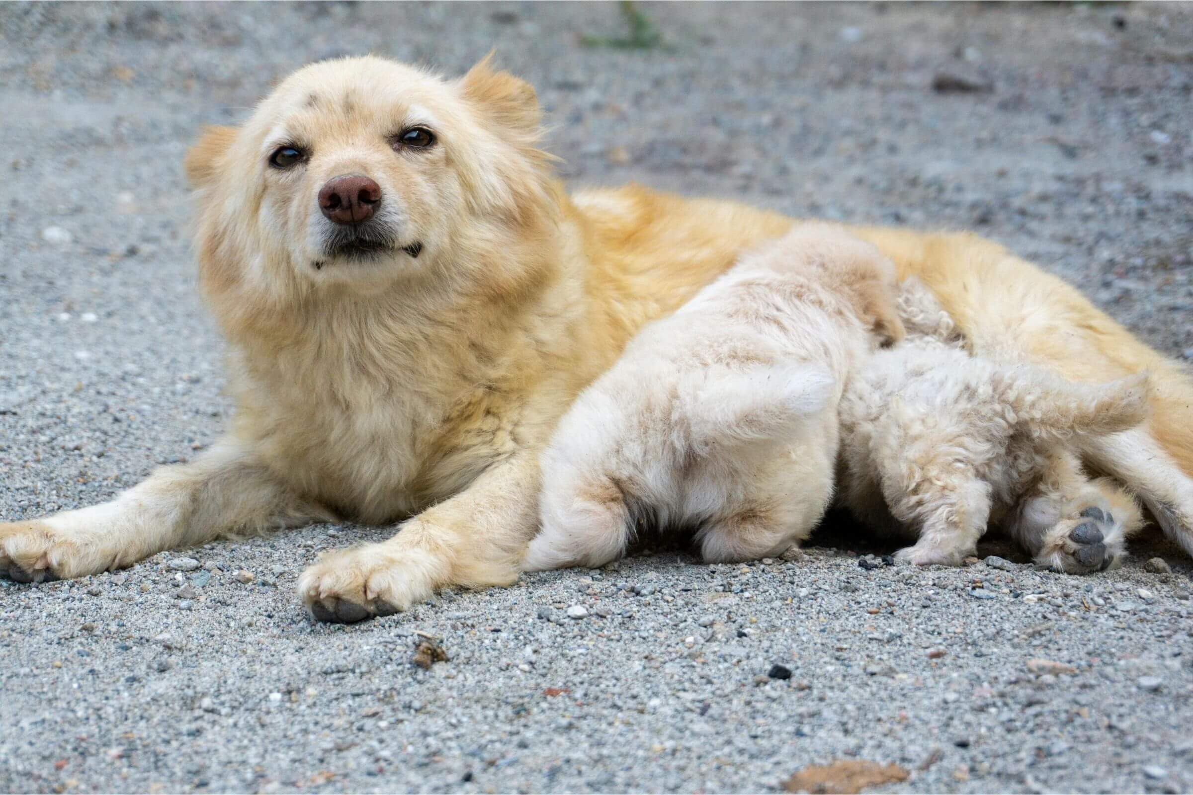 Imagem migrada do WordPress: cachorra gravida.jpg