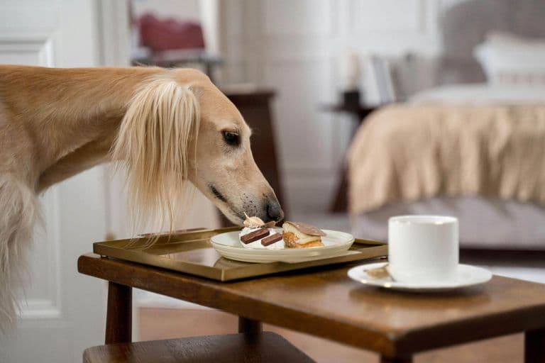Imagem migrada do WordPress: cachorro com chocolare.jpg