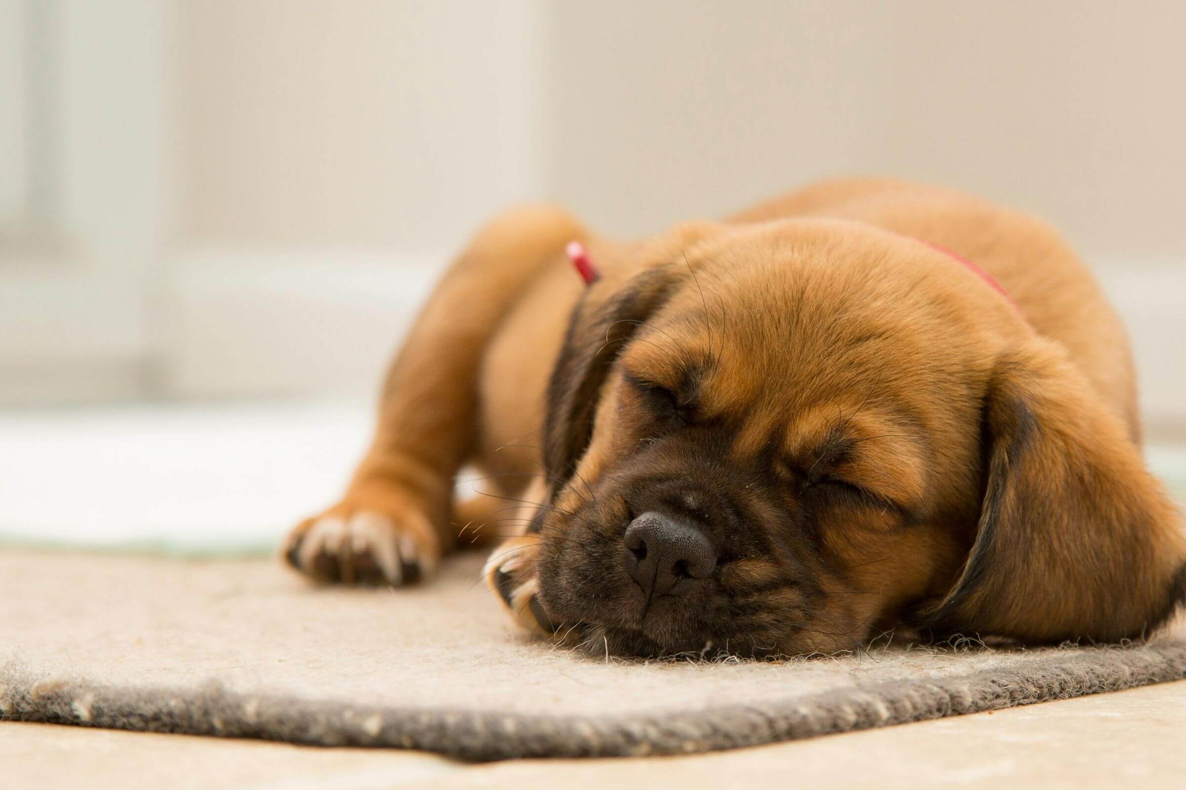 Imagem migrada do WordPress: cachorro dorme.jpg