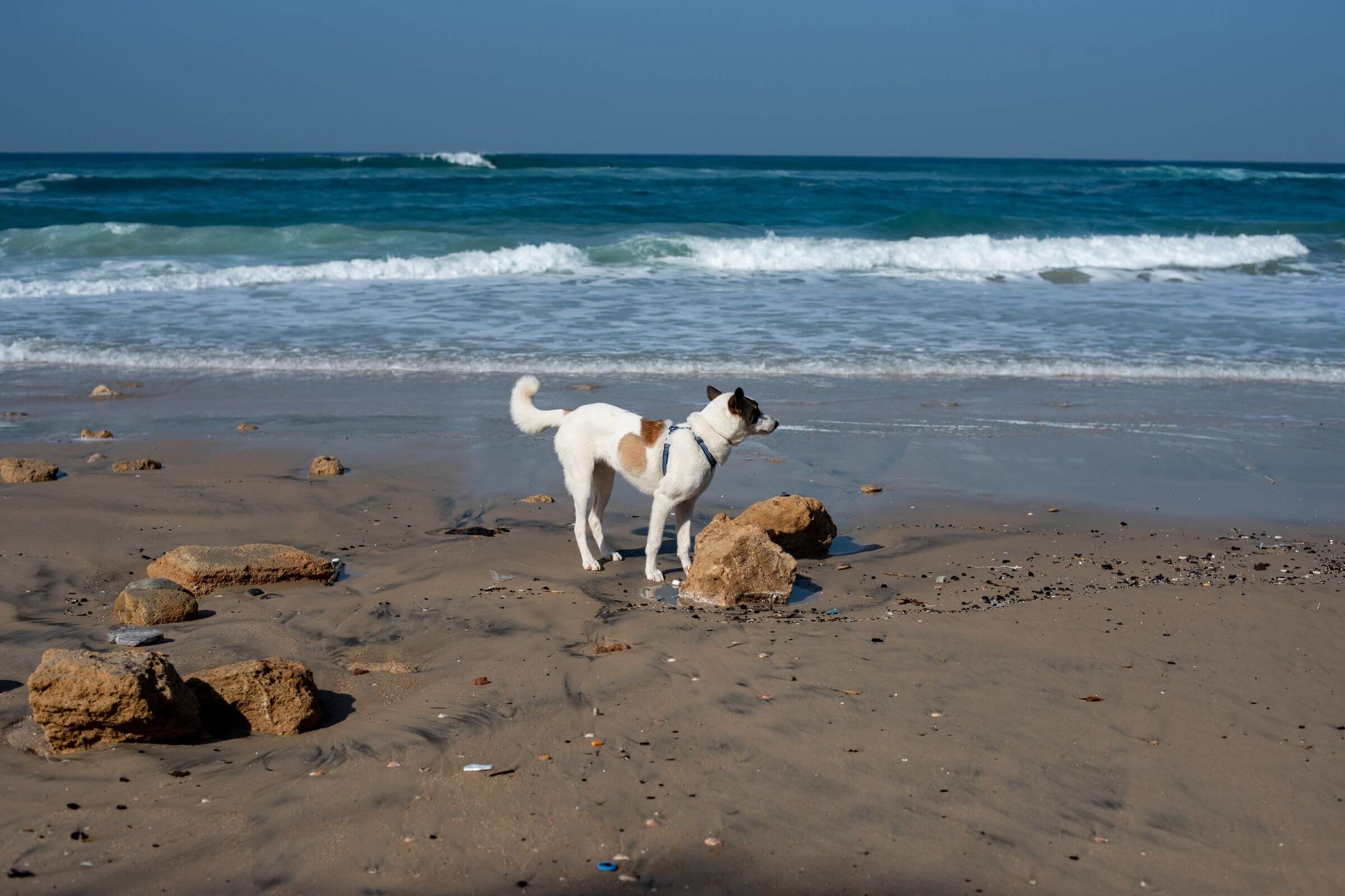 Imagem migrada do WordPress: cachorro na praia VetoPet veterinario 24h em Maringa.jpg