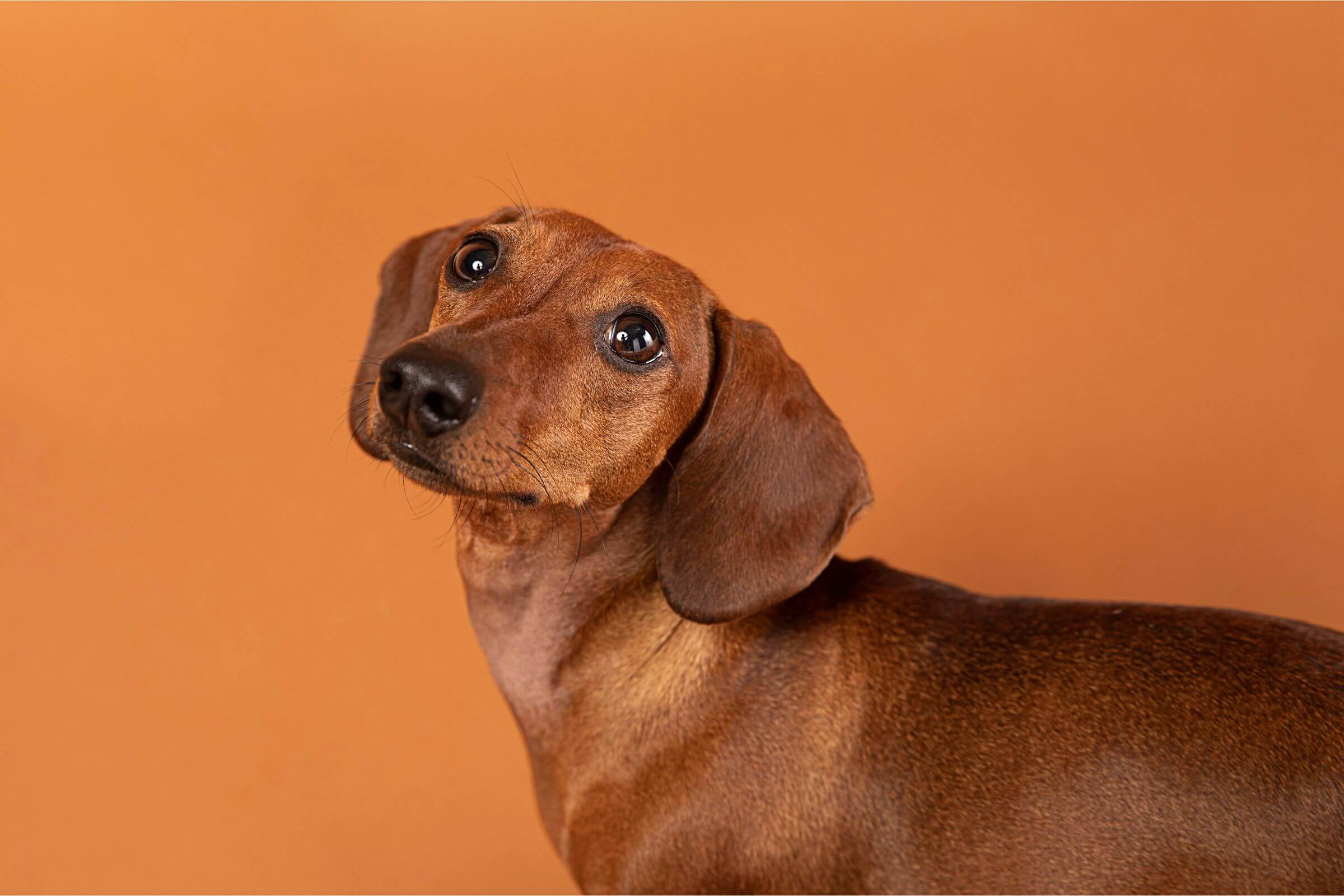 Imagem migrada do WordPress: cachorro soluco.jpg