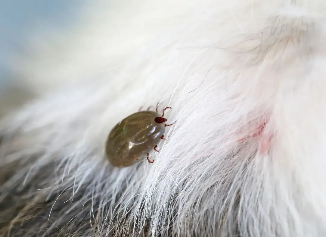 Imagem migrada do WordPress: carrapato em caes clinica veterinaria 24h vetopet.webp