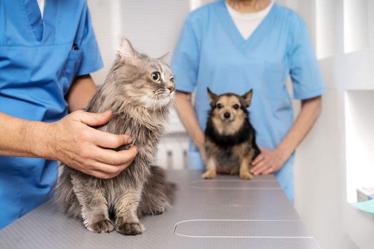 Imagem migrada do WordPress: consulta veterinaria.jpg