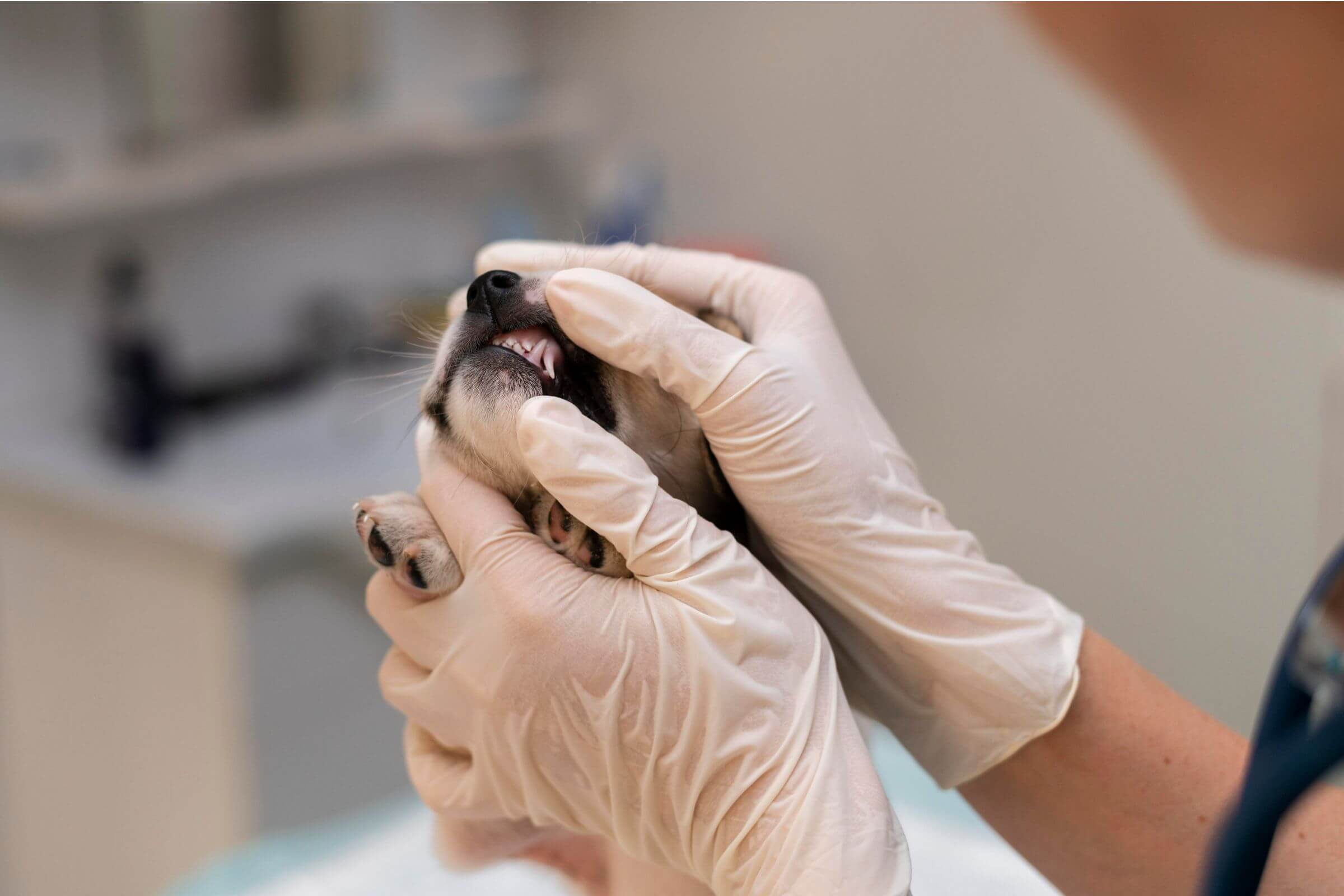 Imagem migrada do WordPress: dentista vet.jpg