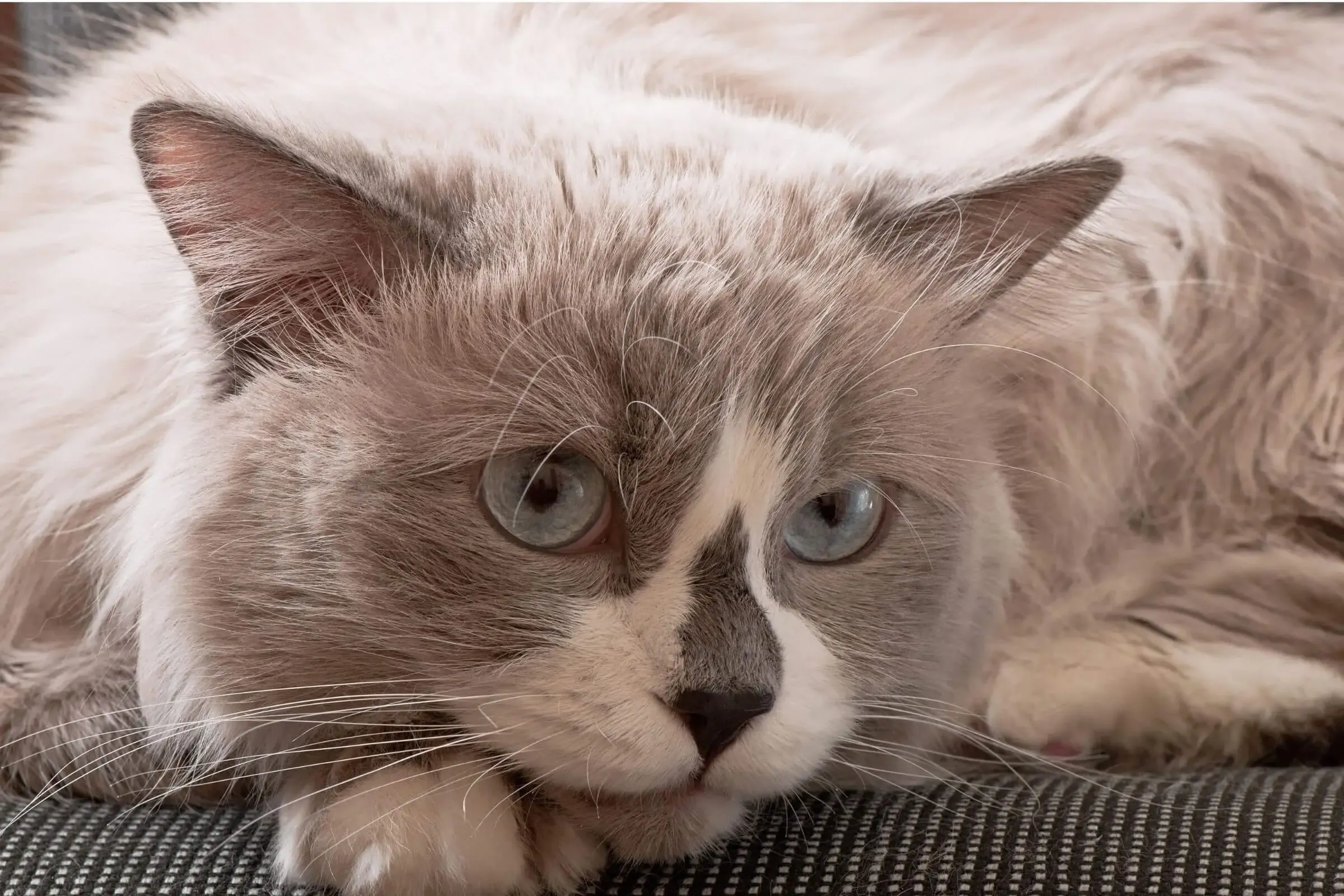 Imagem migrada do WordPress: gato 2.jpg