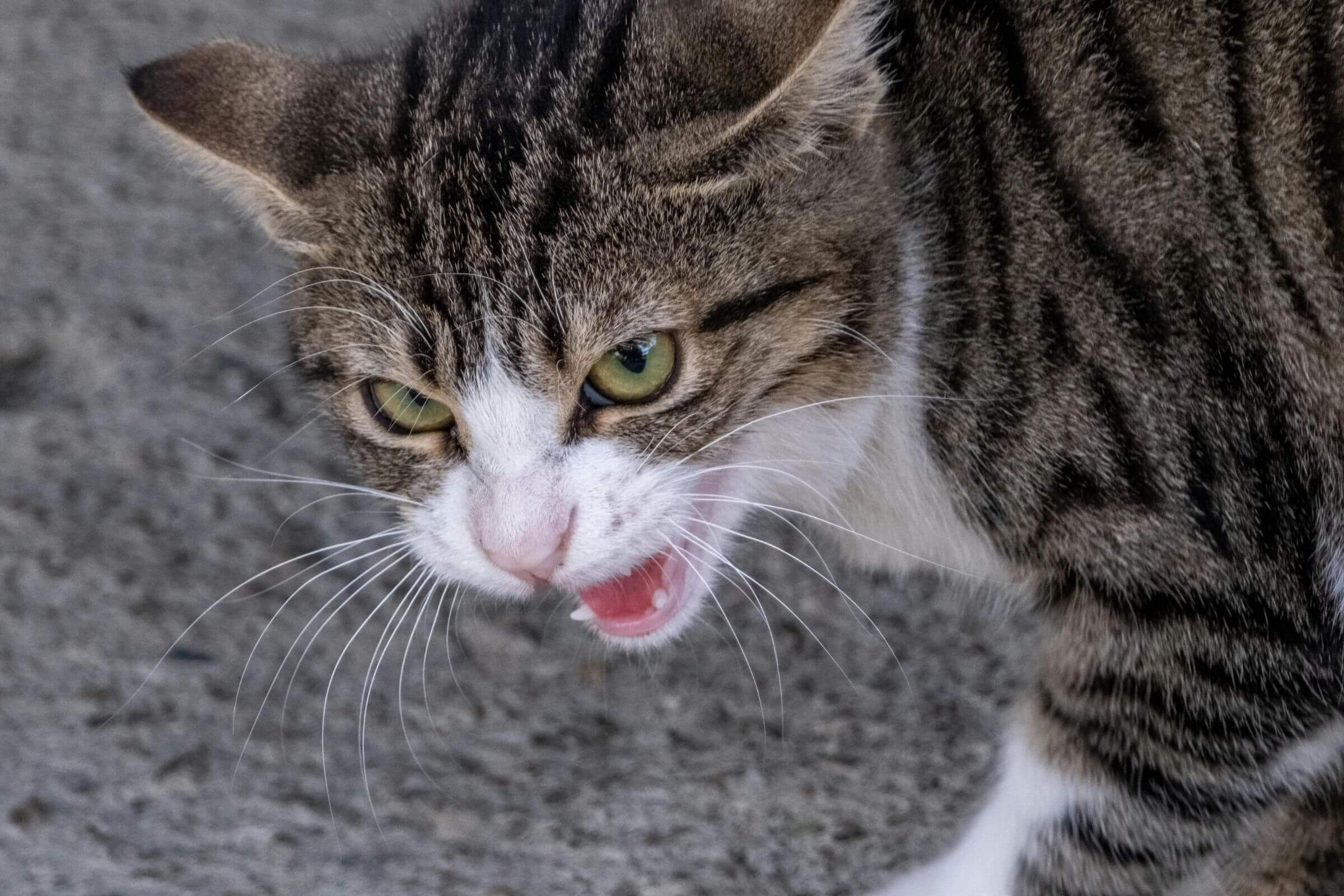 Imagem migrada do WordPress: gato agressivo.jpg