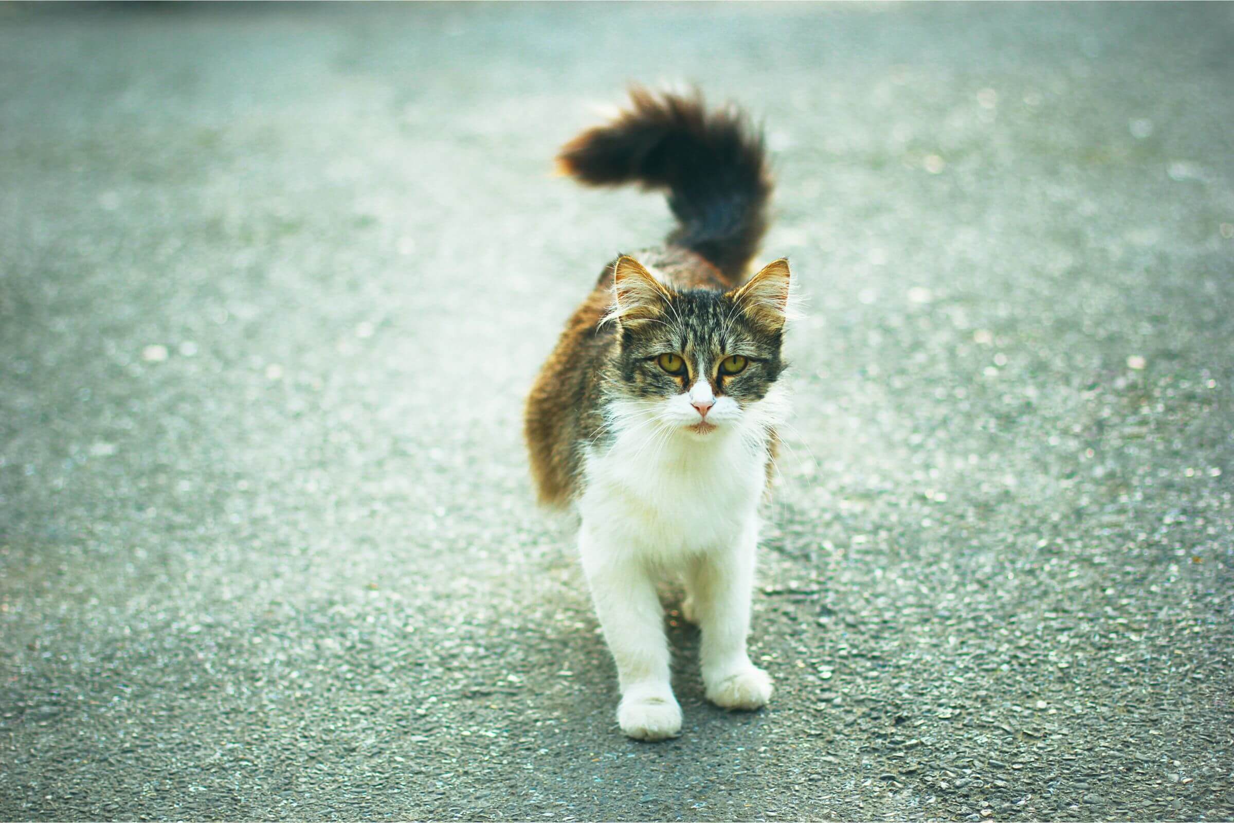 Imagem migrada do WordPress: gato anda torto.jpg
