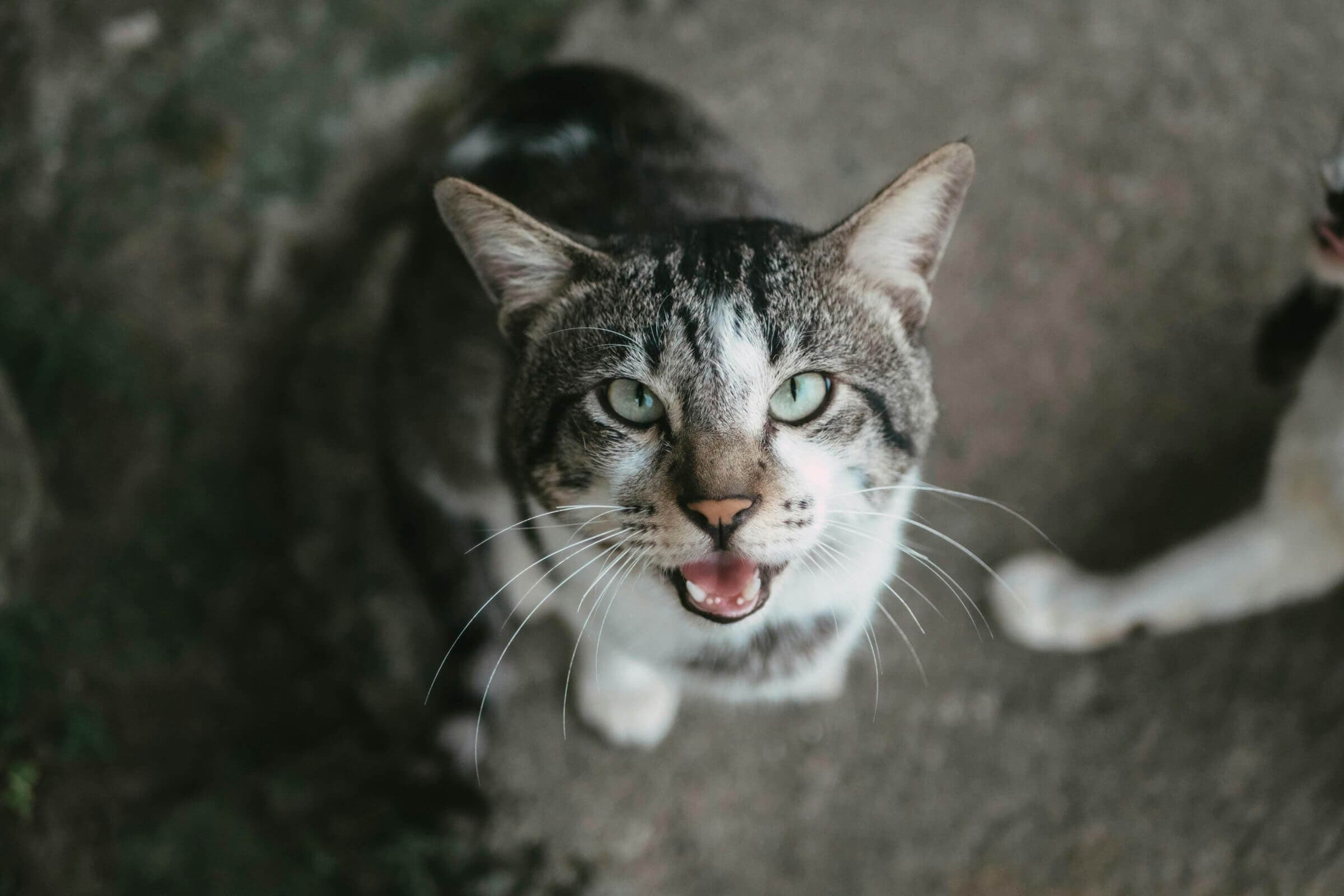 Imagem migrada do WordPress: gato babando.jpg