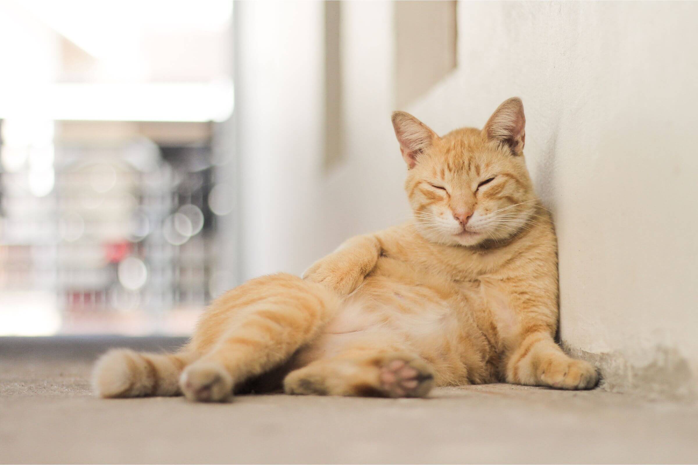 Imagem migrada do WordPress: gato barriga.jpg
