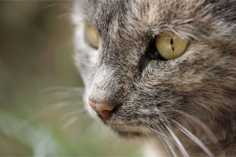 Imagem migrada do WordPress: gato idoso VetoPet veterinario 24h em Maringa.jpg