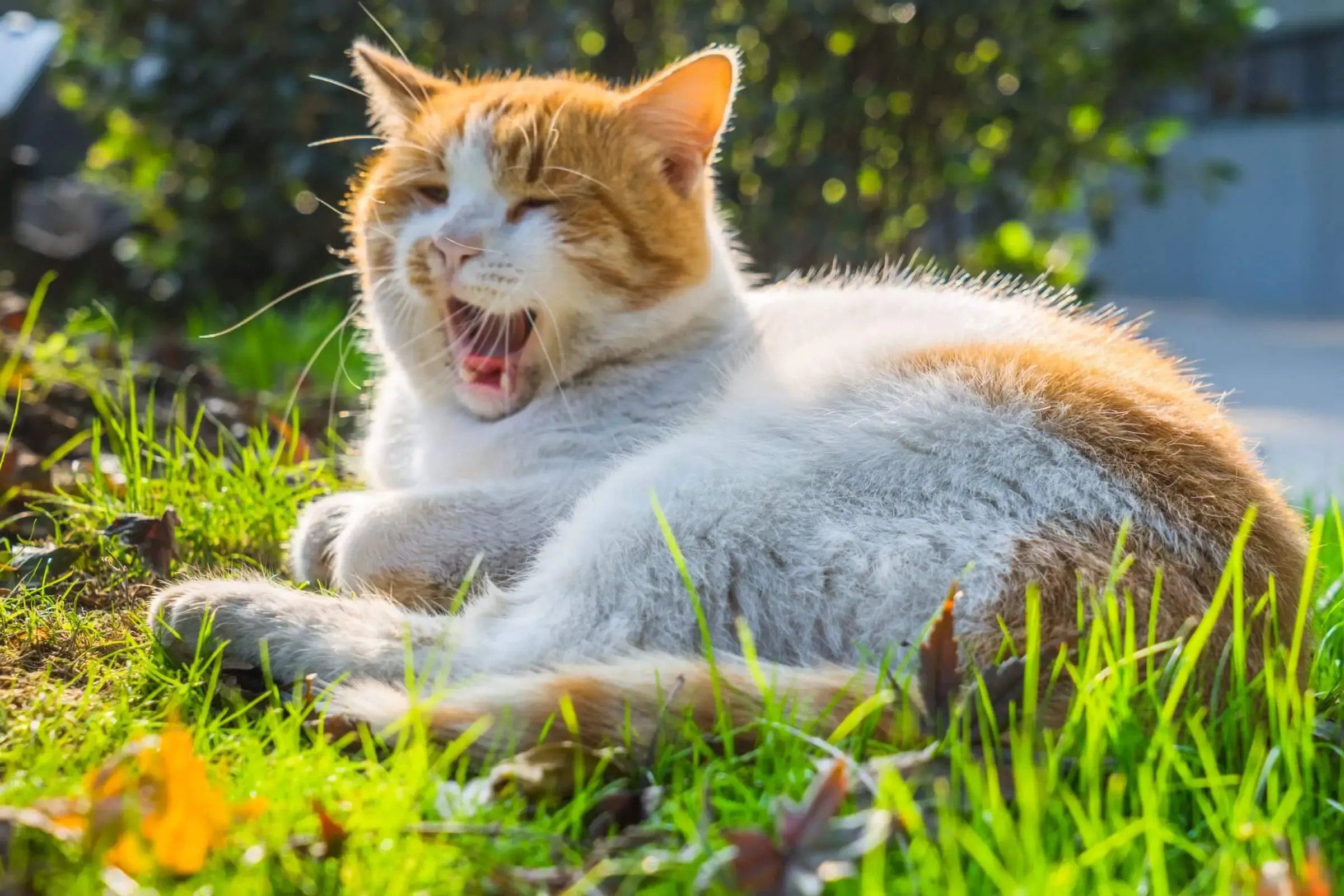 Imagem migrada do WordPress: gato miando.jpg