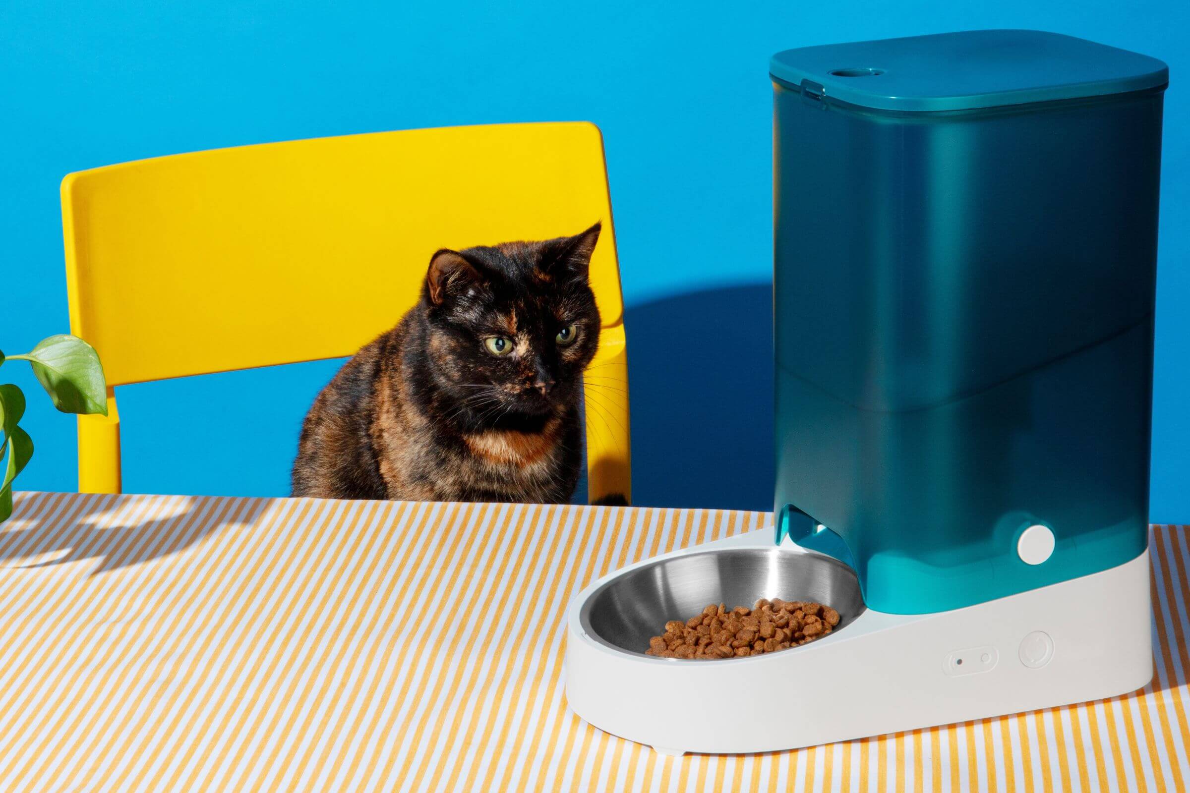 Imagem migrada do WordPress: gato nao come.jpg