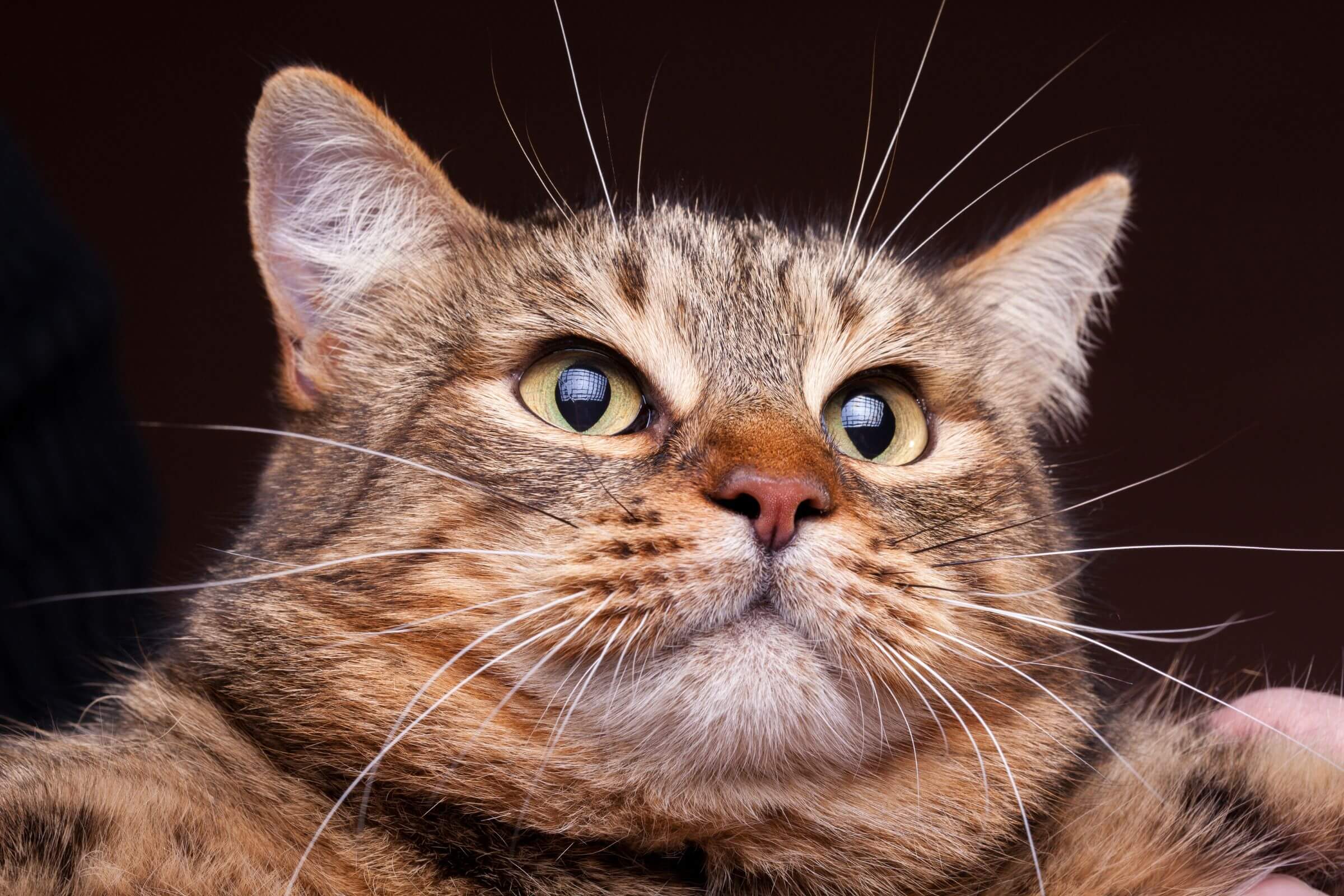 Imagem migrada do WordPress: gato obeso VetoPet veterinario 24h em Maringa.jpg