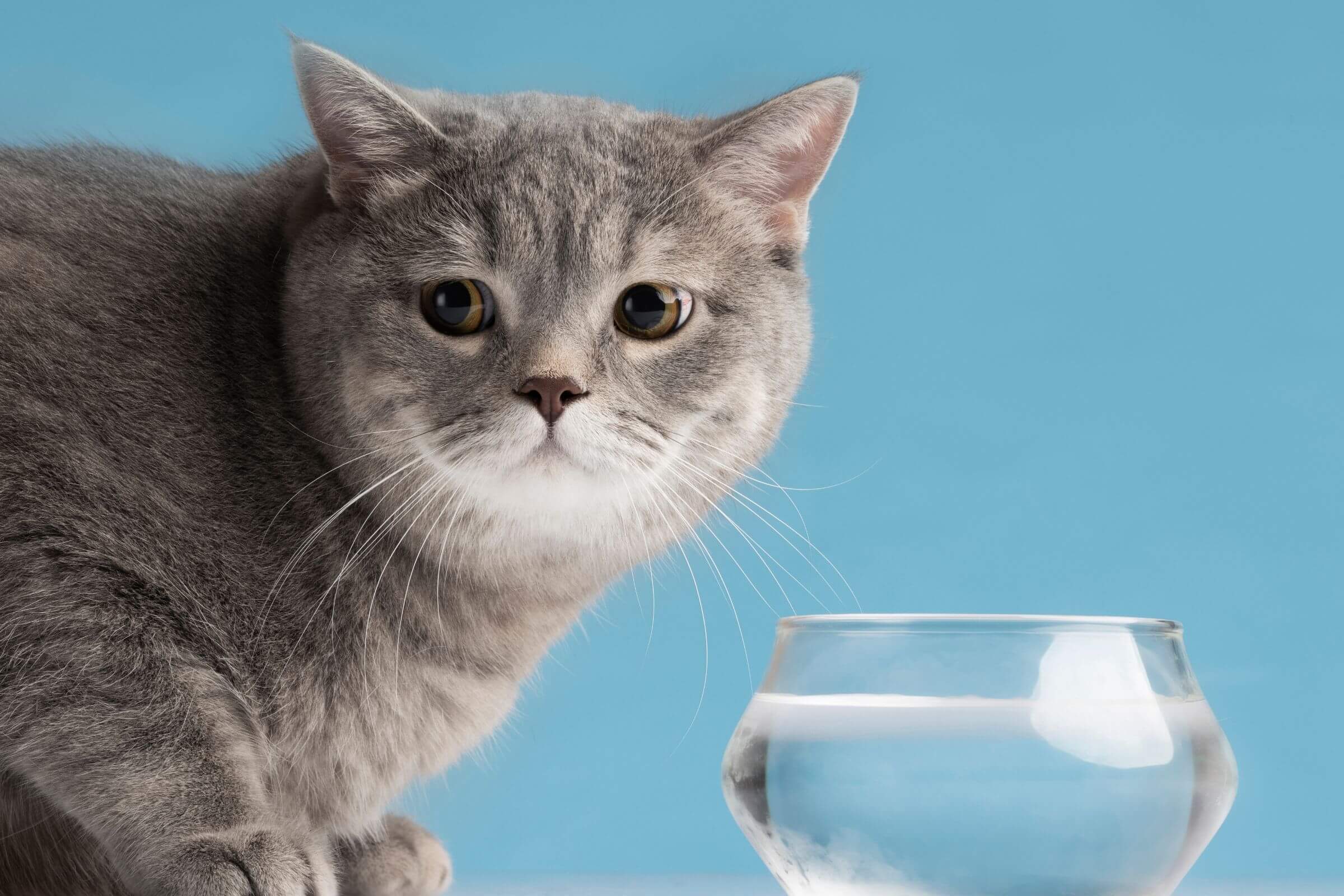 Imagem migrada do WordPress: gato parou de beber agua.jpg