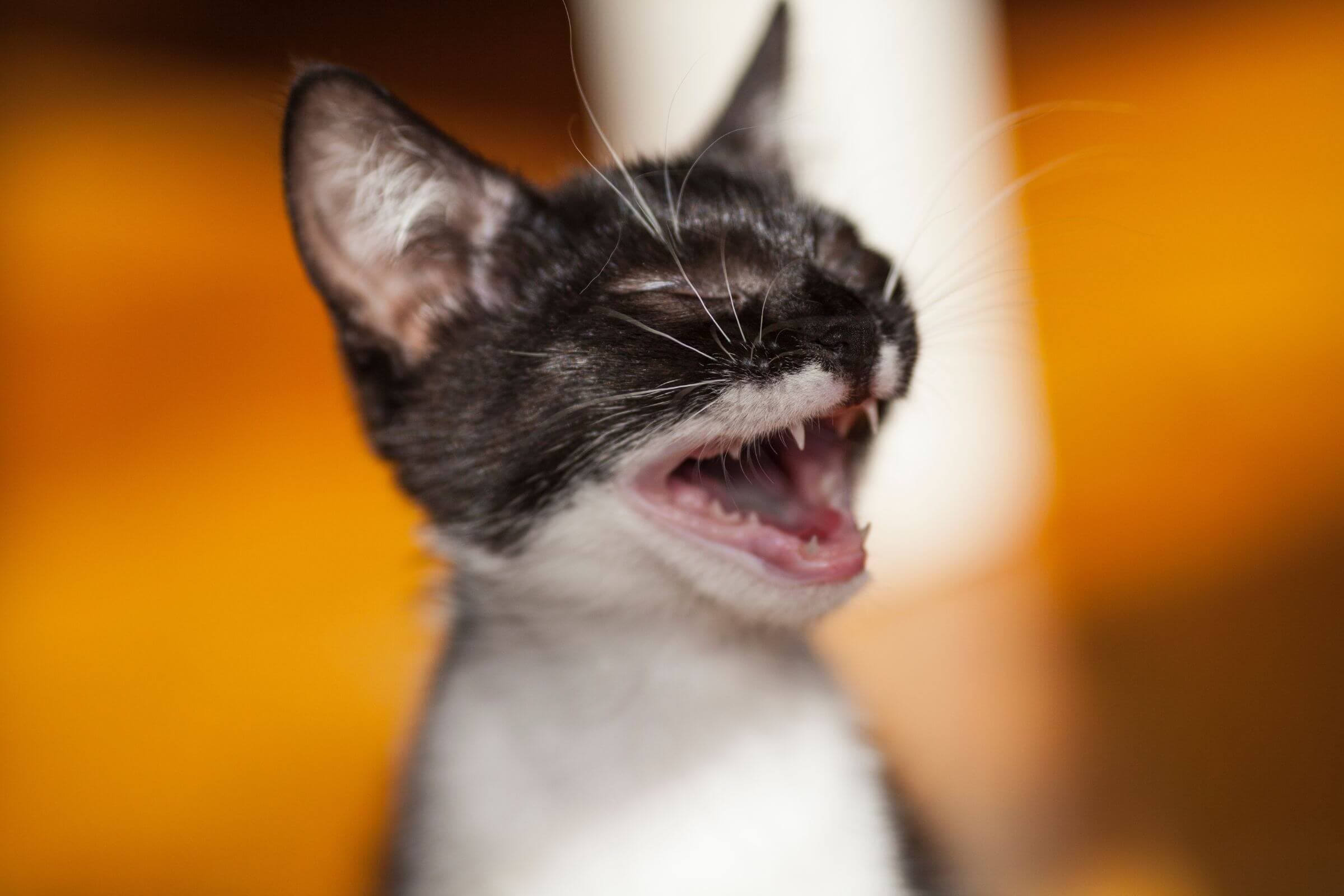 Imagem migrada do WordPress: mau halito em gato VetoPet veterinario 24h em Maringa.jpg