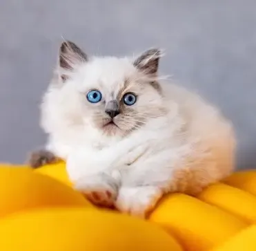 Imagem migrada do WordPress: nome para gatos tendencia em 2024.webp