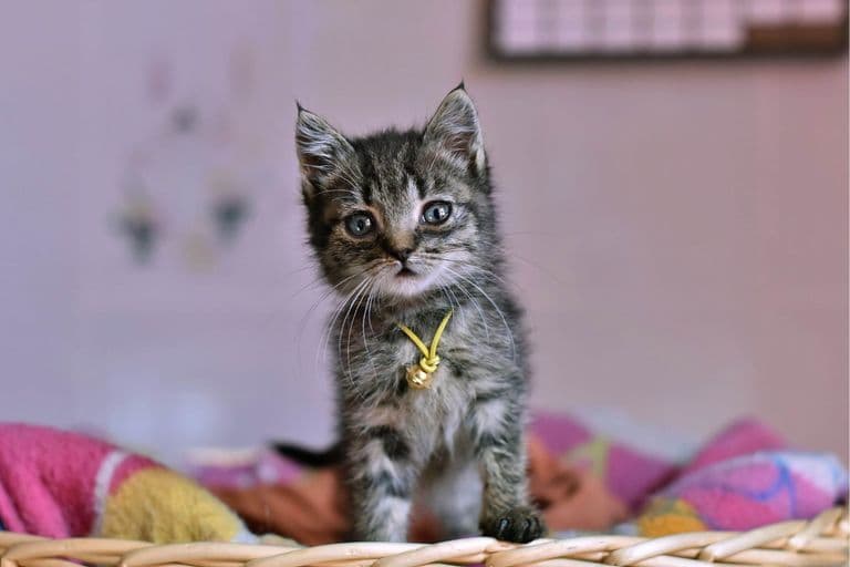 Imagem migrada do WordPress: nomes para gatos VetoPet veterinario 24h em Maringa.jpg