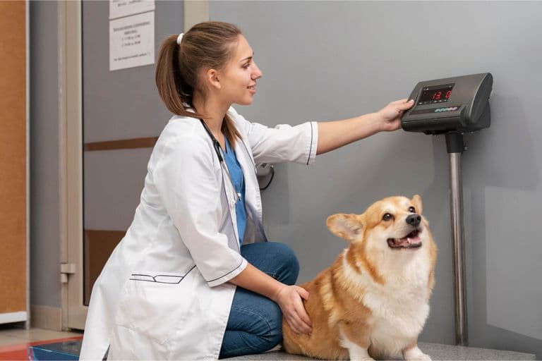Imagem migrada do WordPress: obesidade em pets VetoPet veterinario 24h em Maringa.jpg