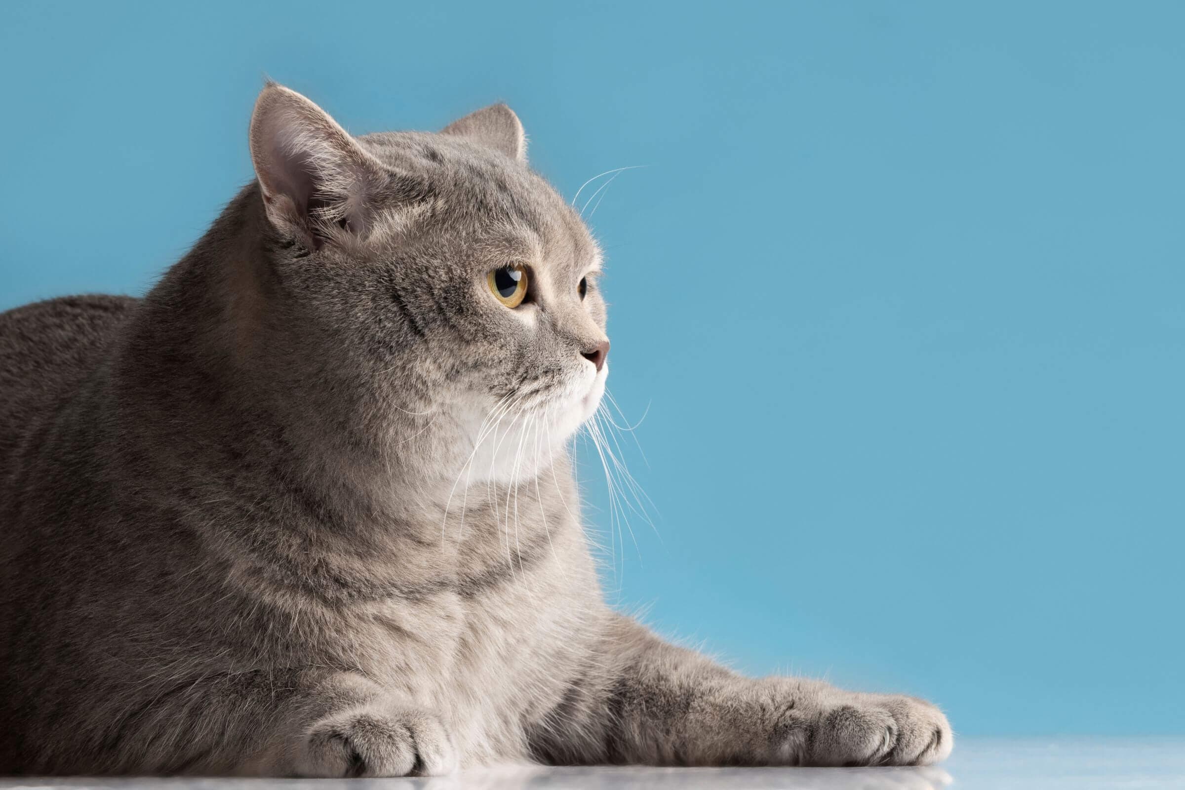 Imagem migrada do WordPress: obesidade pet.jpg