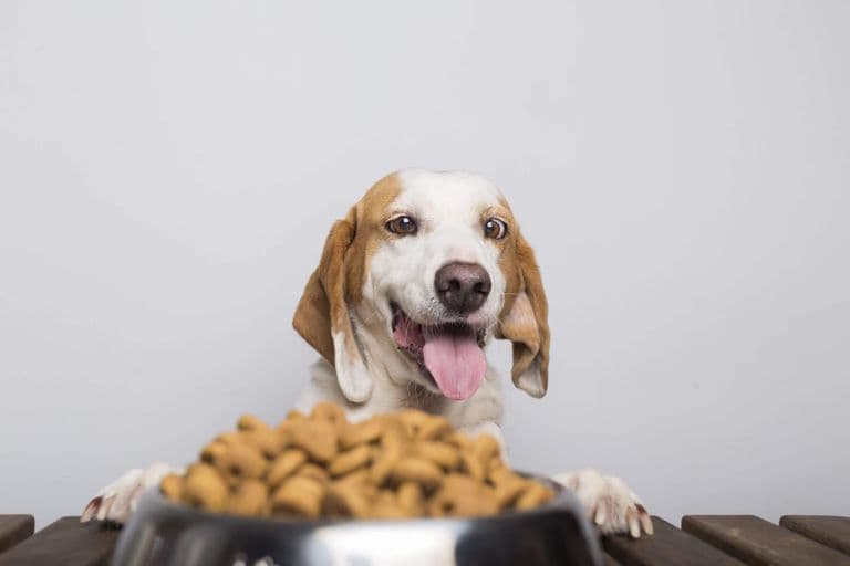 Imagem migrada do WordPress: pet comendo muito.jpg