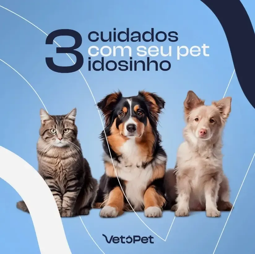Imagem migrada do WordPress: pet idoso cuidados clinica veterinaria 24h vetopet.webp