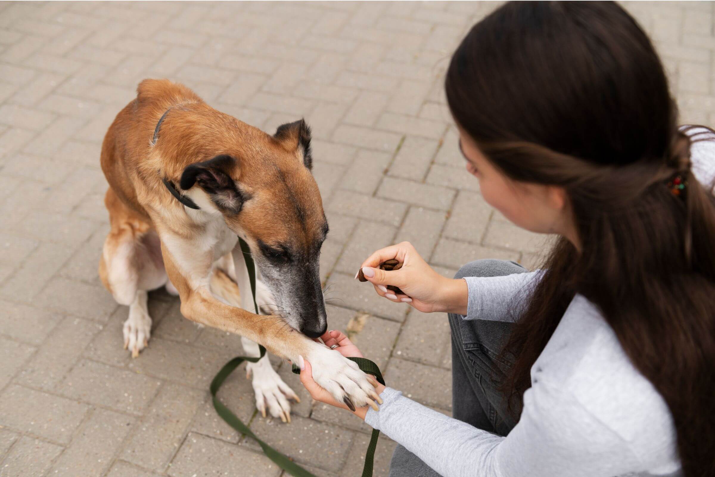 Imagem migrada do WordPress: pet perdendo peso sem dieta.jpg