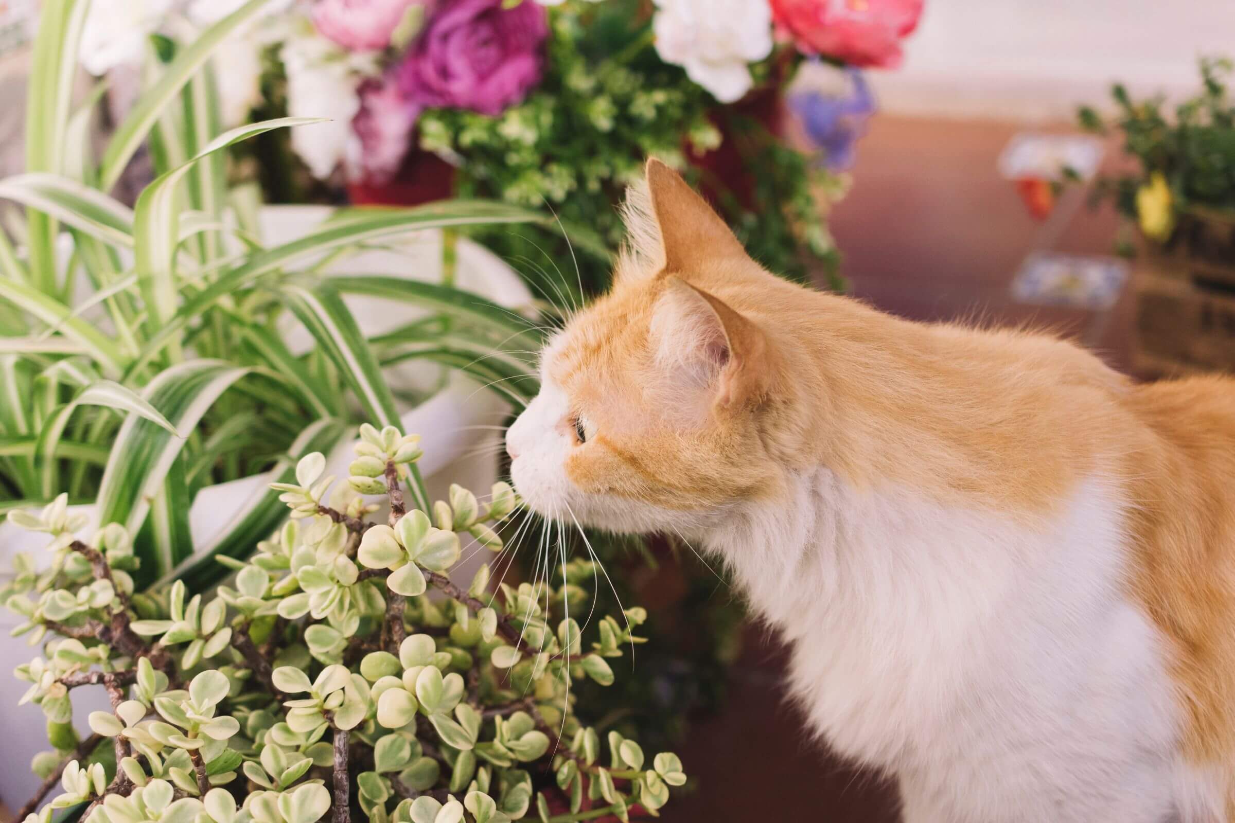 Imagem migrada do WordPress: plantas toxicas para gatos VetoPet veterinario 24h em Maringa.jpg
