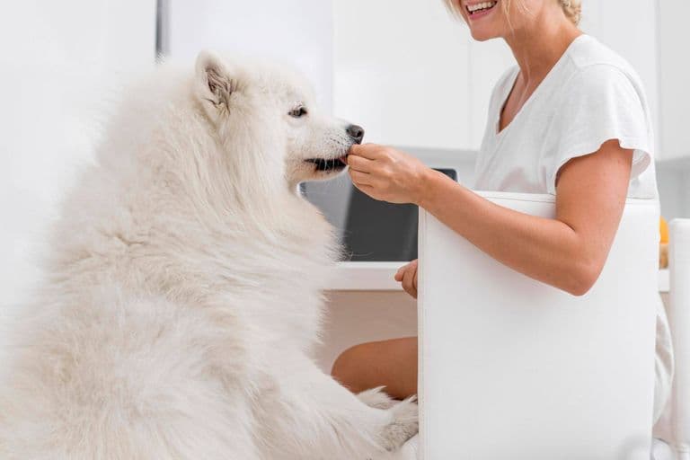 Imagem migrada do WordPress: probiotico para cachorro VetoPet veterinario 24h em Maringa.jpg