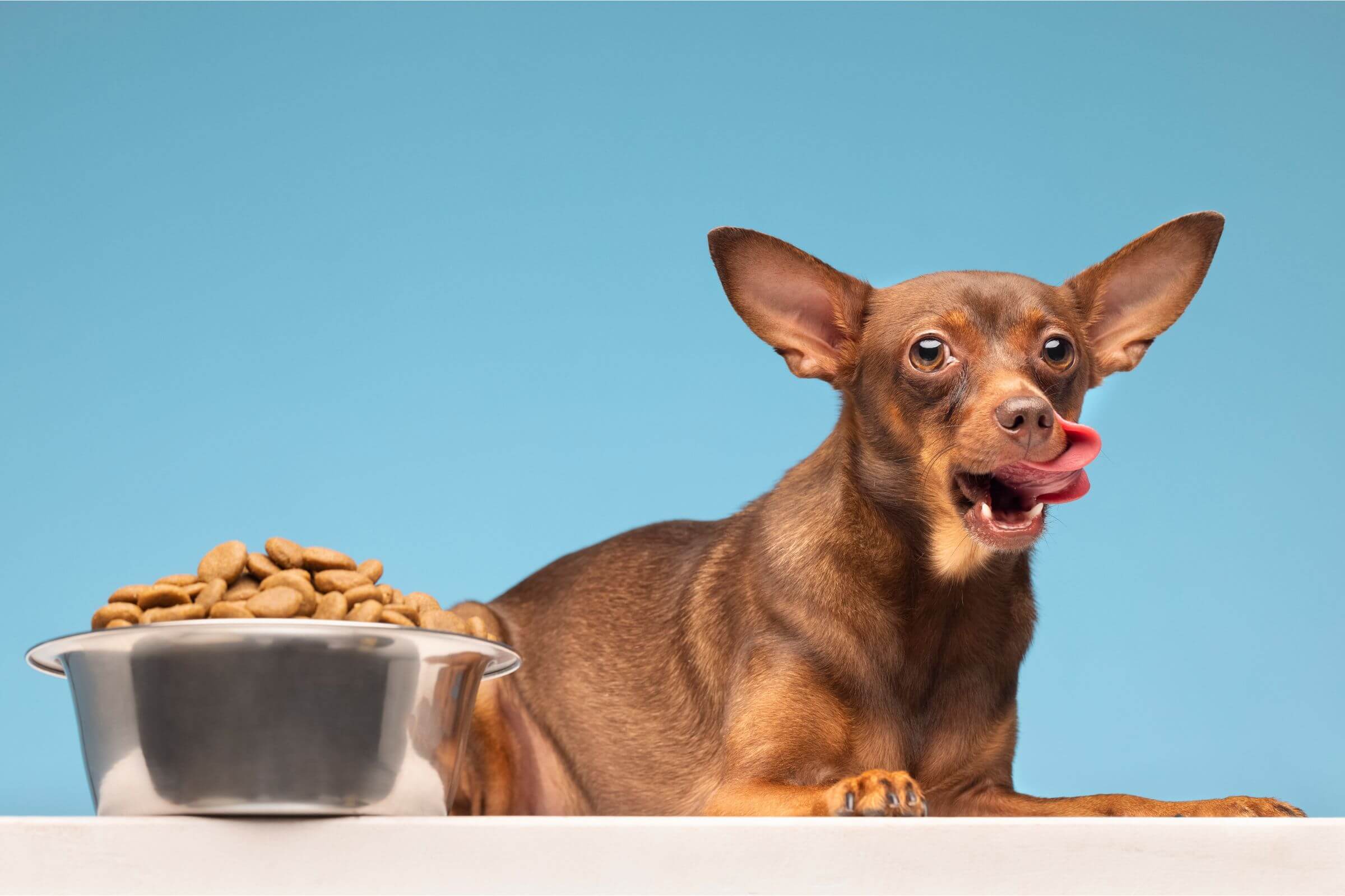 Imagem migrada do WordPress: racao para cachorro VetoPet veterinario 24h em Maringa.jpg
