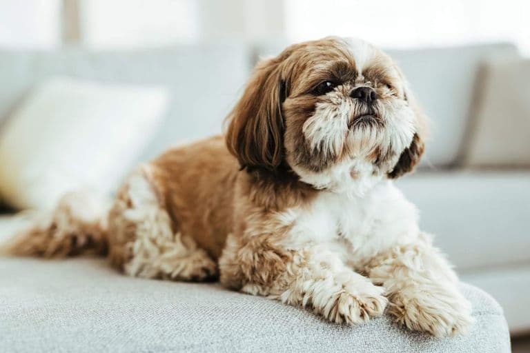 Imagem migrada do WordPress: shih tzu.jpg