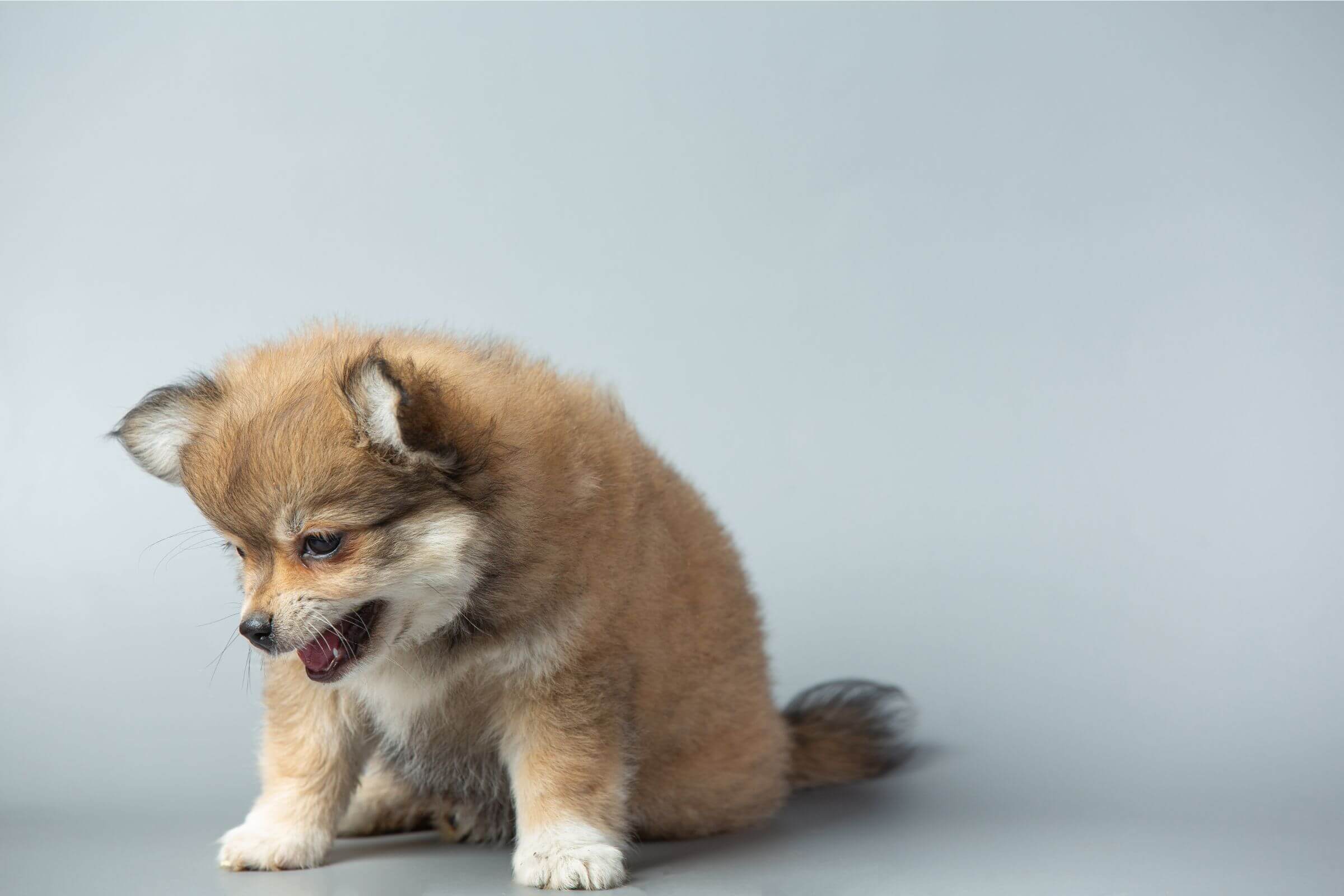 Imagem migrada do WordPress: tosse em cachorro.jpg