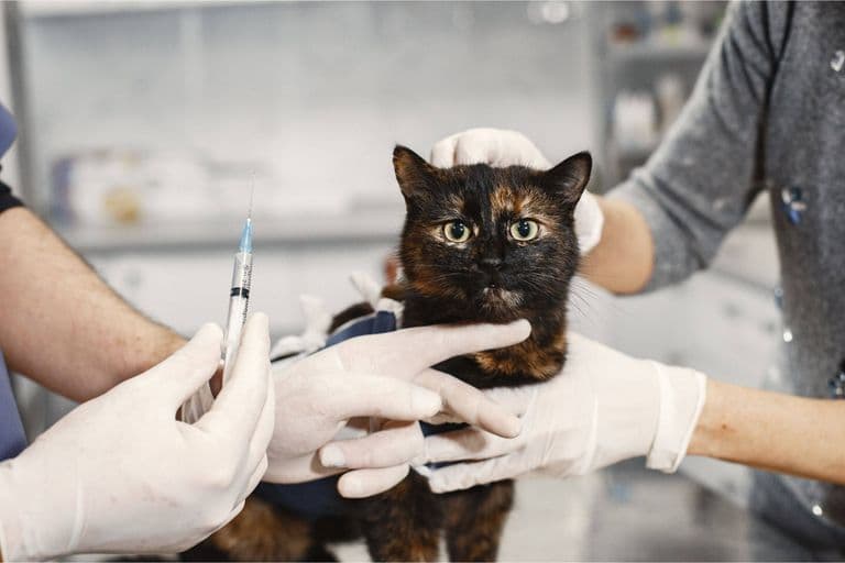 Imagem migrada do WordPress: vacina para gatos VetoPet veterinario 24h em Maringa.jpg
