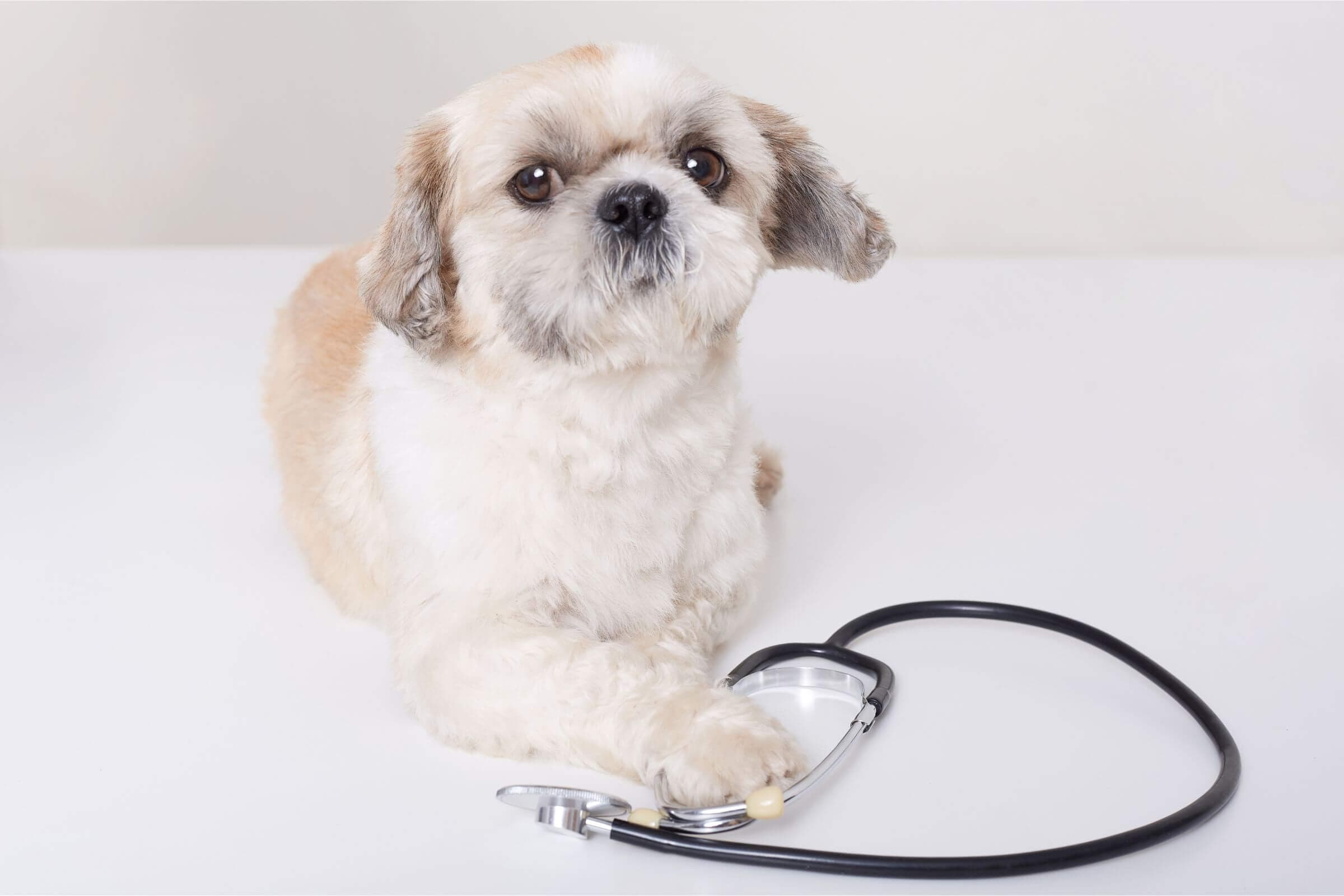 Imagem migrada do WordPress: vacinas essenciais para shih tzu VetoPet veterinario 24h em Maringa.jpg