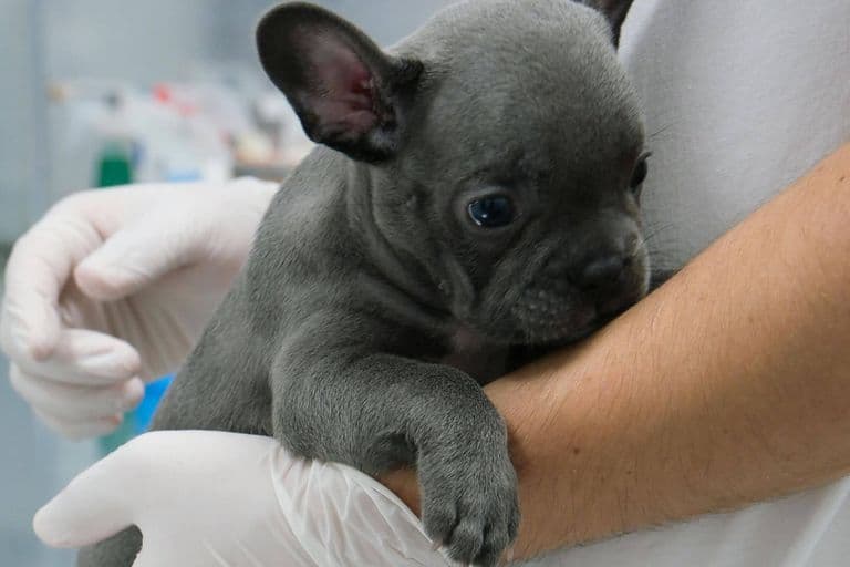 Imagem migrada do WordPress: vetopet 122.jpg