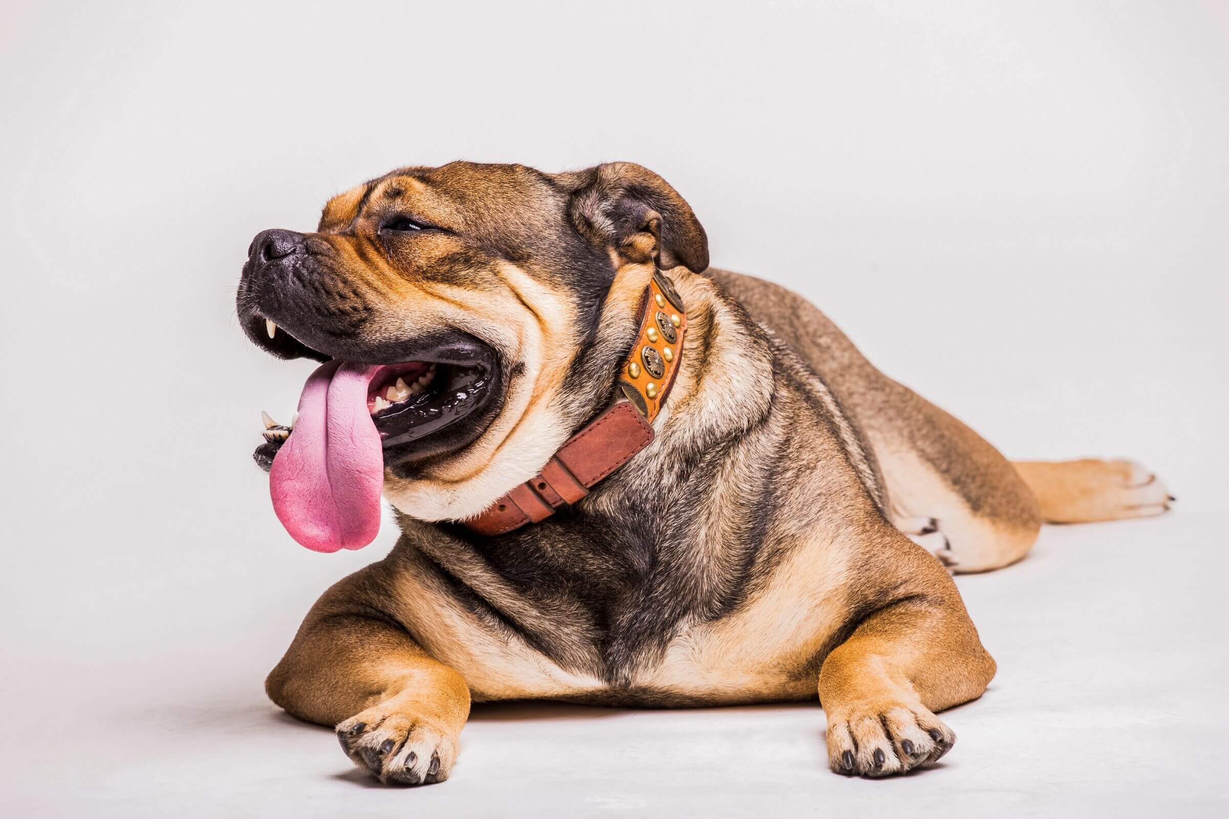 Imagem migrada do WordPress: vetopet 12.jpg