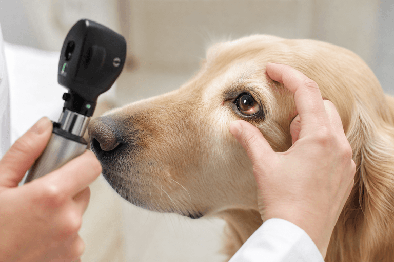 Exame oftalmológico veterinário em cão na VetôPet Maringá