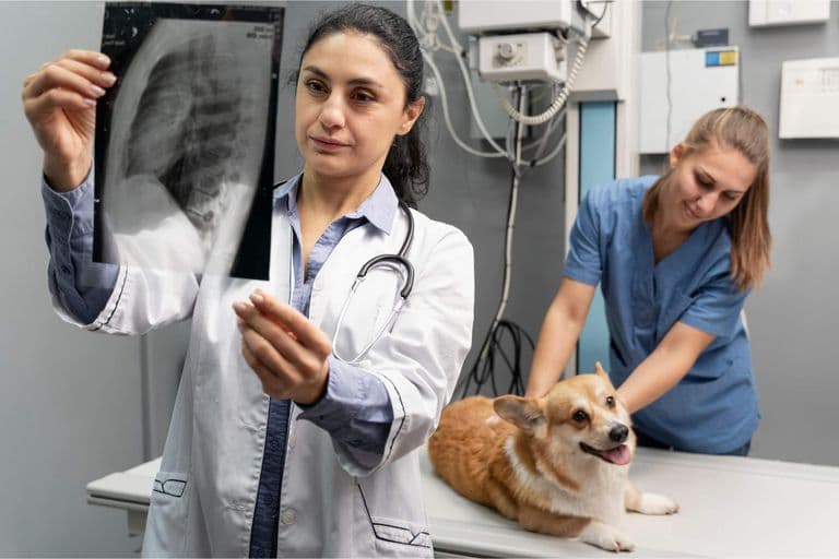 Veterinária avaliando radiografia de um cão na sala de raio-X