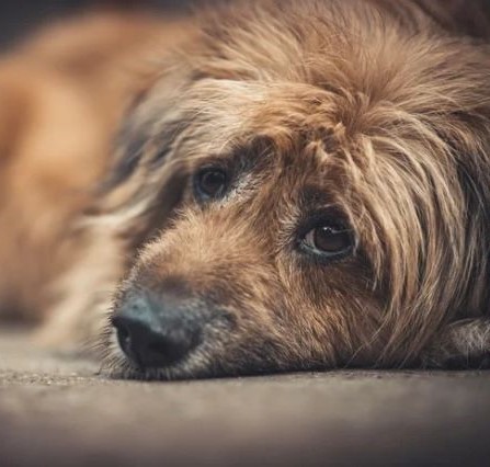 cachorro tremendo o que pode ser informações de 2024