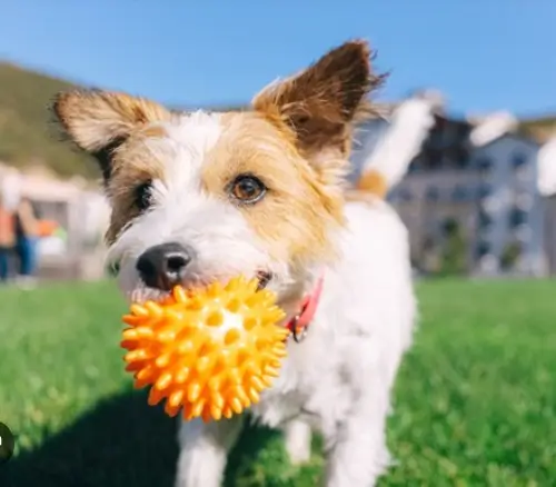 nome para cachorro em 2024