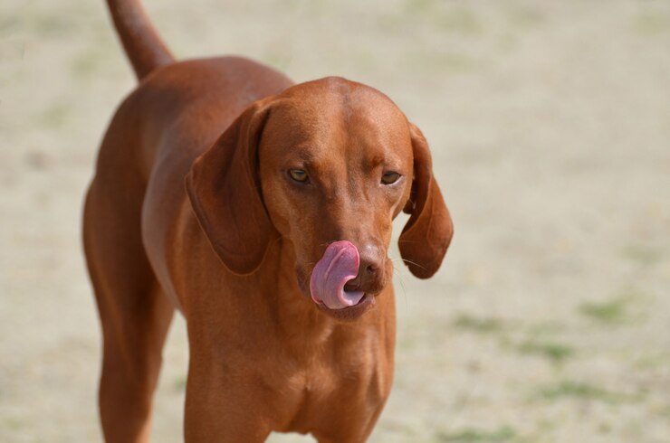 Meu Cachorro Lambe a Pata: É um Problema? clínica veterinária 24h