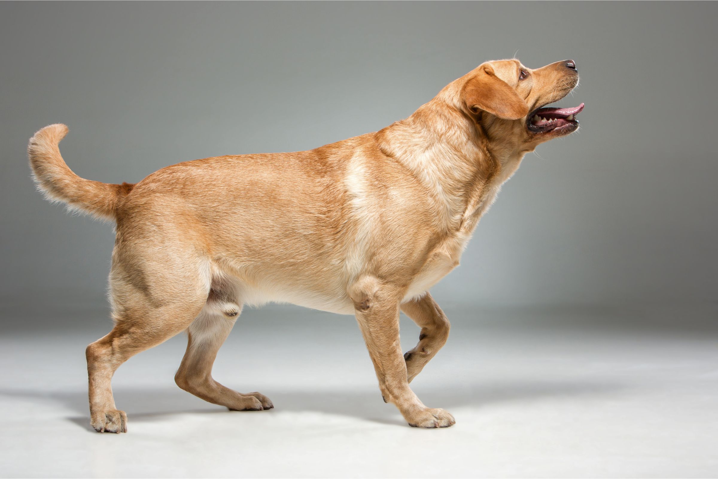 Cachorro mancando: O que devo fazer? clínica veterinária 24h